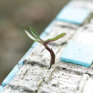 plant-breaking-through-concrete